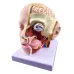 Human Brain Anatomy Model - 4-Part Medical Science Teaching Tool for Doctors & Students [Brain Model, Anatomy Study]