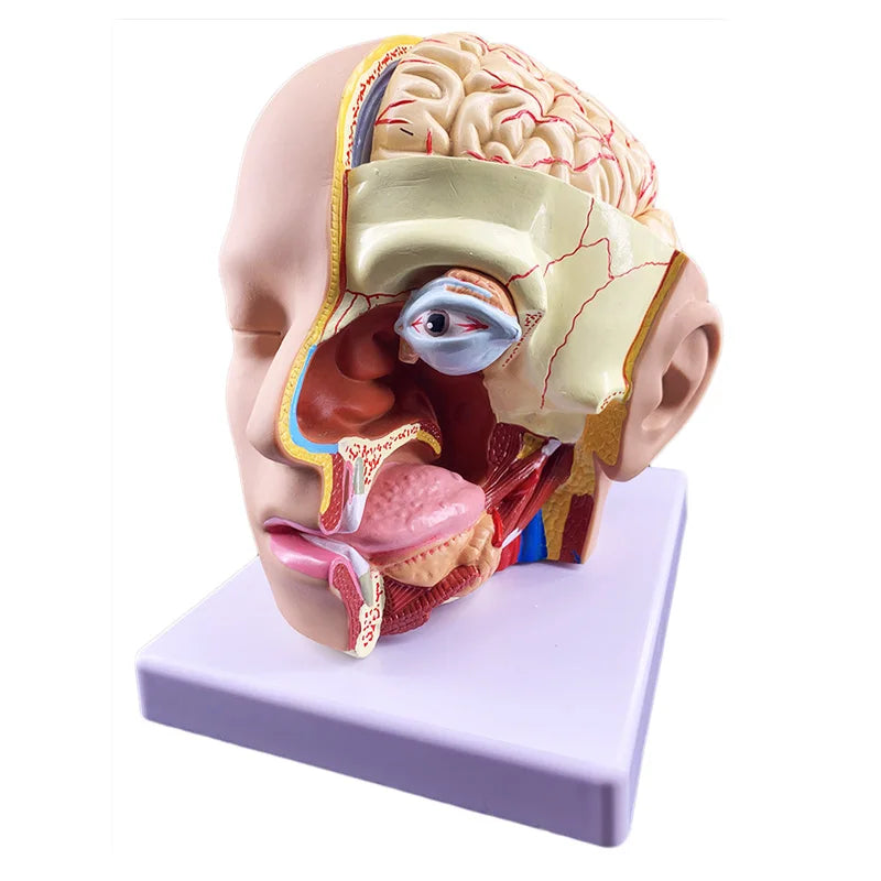 Human Brain Anatomy Model - 4-Part Medical Science Teaching Tool for Doctors & Students [Brain Model, Anatomy Study]