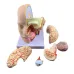 Human Brain Anatomy Model - 4-Part Medical Science Teaching Tool for Doctors & Students [Brain Model, Anatomy Study]