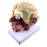 Human Brain Anatomy Model - 4-Part Medical Science Teaching Tool for Doctors & Students [Brain Model, Anatomy Study]