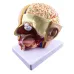 Human Brain Anatomy Model - 4-Part Medical Science Teaching Tool for Doctors & Students [Brain Model, Anatomy Study]