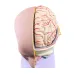 Human Brain Anatomy Model - 4-Part Medical Science Teaching Tool for Doctors & Students [Brain Model, Anatomy Study]
