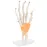 1:1 Life-Size Human Hand Joint Anatomy Model - PVC Medical Science Teaching Tool [Hand Joint, Anatomy Model]