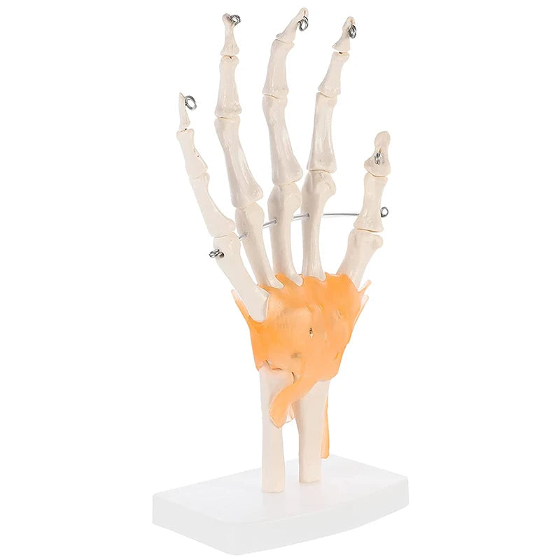 1:1 Life-Size Human Hand Joint Anatomy Model - PVC Medical Science Teaching Tool [Hand Joint, Anatomy Model]