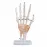 1:1 Life-Size Human Hand Joint Anatomy Model - PVC Medical Science Teaching Tool [Hand Joint, Anatomy Model]