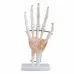 1:1 Life-Size Human Hand Joint Anatomy Model - PVC Medical Science Teaching Tool [Hand Joint, Anatomy Model]