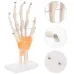 1:1 Life-Size Human Hand Joint Anatomy Model - PVC Medical Science Teaching Tool [Hand Joint, Anatomy Model]