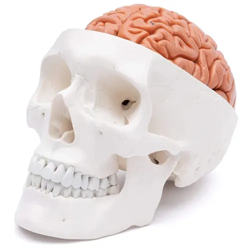Human Head Skull with Brain Anatomy Model - Medical Science Teaching Tool [Skull Model, Brain Anatomy, Medical Education]