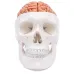Human Head Skull with Brain Anatomy Model - Medical Science Teaching Tool [Skull Model, Brain Anatomy, Medical Education]