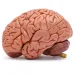 Human Head Skull with Brain Anatomy Model - Medical Science Teaching Tool [Skull Model, Brain Anatomy, Medical Education]
