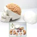 Human Head Skull with Brain Anatomy Model - Medical Science Teaching Tool [Skull Model, Brain Anatomy, Medical Education]