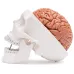 Human Head Skull with Brain Anatomy Model - Medical Science Teaching Tool [Skull Model, Brain Anatomy, Medical Education]