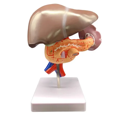 Human Liver Pancreas Duodenum Anatomy Model - 3-Part Dissectible Medical Teaching Tool [Liver, Pancreas, Duodenum]