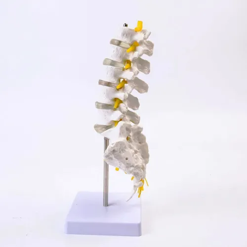 Human Lumbar Spine Model - Detailed Anatomy Model for Medical Teaching & Demonstration [Lumbar Spine, Medical Model]