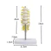 Emberi ágyéki gerincmodell – Részletes anatómiai modell orvosi oktatáshoz és demonstrációhoz [Lumbális gerinc, orvosi modell]