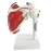 1:1 Human Shoulder Joint Anatomy Model - Medical Science Teaching Tool [Shoulder Joint, Anatomy Model]