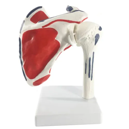 1:1 Human Shoulder Joint Anatomy Model - Medical Science Teaching Tool [Shoulder Joint, Anatomy Model]