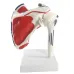 1:1 Human Shoulder Joint Anatomy Model - Medical Science Teaching Tool [Shoulder Joint, Anatomy Model]