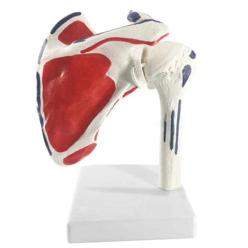 1:1 Human Shoulder Joint Anatomy Model - Medical Science Teaching Tool [Shoulder Joint, Anatomy Model]