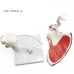 1:1 Human Shoulder Joint Anatomy Model - Medical Science Teaching Tool [Shoulder Joint, Anatomy Model]