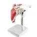 1:1 Human Shoulder Joint Anatomy Model - Medical Science Teaching Tool [Shoulder Joint, Anatomy Model]