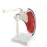 1:1 Human Shoulder Joint Anatomy Model - Medical Science Teaching Tool [Shoulder Joint, Anatomy Model]