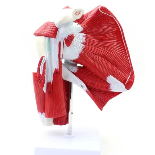 Human Shoulder Joint Anatomy Model - Detailed PVC Muscle & Ligament Structure for Medical Study & Display [Shoulder Joint, Anatomy Model]