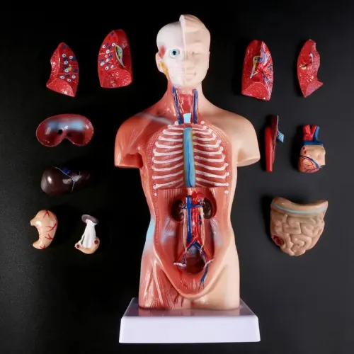 Human Torso Body Model with Internal Organs - Anatomical Medical Teaching Tool for Students and Professionals [Anatomy, Medical Education]