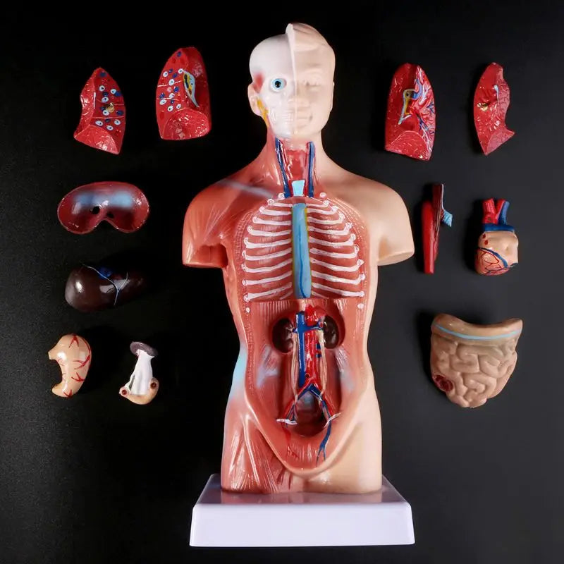 Human Torso Body Model with Internal Organs - Anatomical Medical Teaching Tool for Students and Professionals [Anatomy, Medical Education]