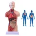 Human Torso Body Model with Internal Organs - Anatomical Medical Teaching Tool for Students and Professionals [Anatomy, Medical Education]