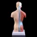 Human Torso Body Model with Internal Organs - Anatomical Medical Teaching Tool for Students and Professionals [Anatomy, Medical Education]
