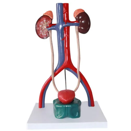 Human Urinary System Anatomy Model - Detailed PVC Medical Teaching Tool for Urology Education [Urinary System, Anatomy Model]