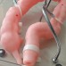 Soft Virtual Colonoscopy Training Model for Surgery & Medical Colonoscopy Practice [Colon Model, Medical Training]