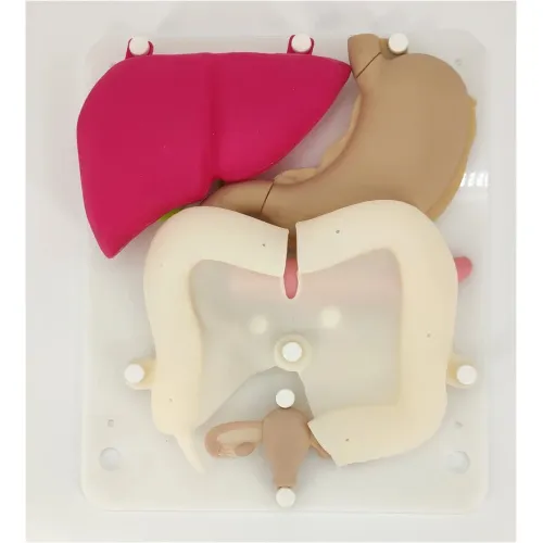 Laparoscopy Training Silicone Organ Model Set - Stomach, Colon, Liver, Gallbladder & More [Surgical Simulation, Medical Training]