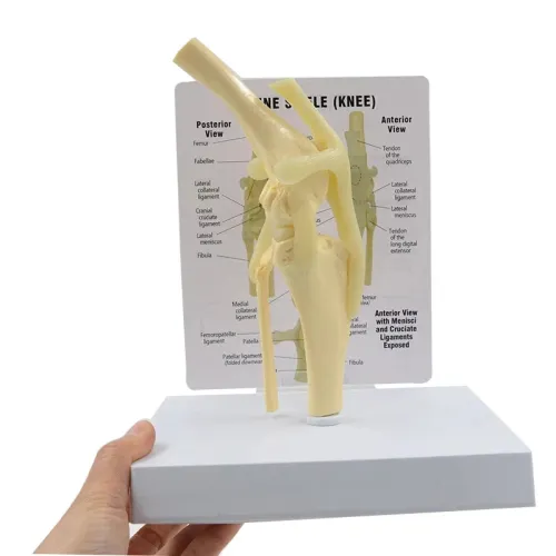 Life Size Canine Knee Model - 1:1 Dog Joint Anatomical Model with Key Card Manual, PVC Animal Skeleton Anatomy for Medical Science & Veterinary Teaching [Dog Knee Model, Anatomical Model]