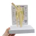 Life Size Canine Knee Model - 1:1 Dog Joint Anatomical Model with Key Card Manual, PVC Animal Skeleton Anatomy for Medical Science & Veterinary Teaching [Dog Knee Model, Anatomical Model]