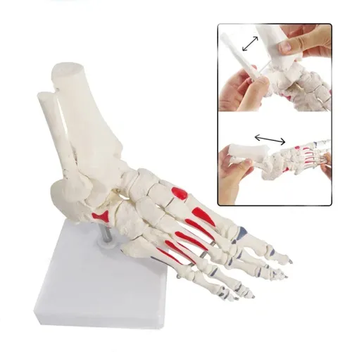 Life Size Human Foot Anatomy Model with Ankle & Shank Bone - 1:1 Foot Skeleton for Medical Study & Art [Foot Anatomy, Skeleton Model]