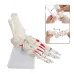 Life Size Human Foot Anatomy Model with Ankle & Shank Bone - 1:1 Foot Skeleton for Medical Study & Art [Foot Anatomy, Skeleton Model]