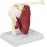 Life Size Human Shoulder Joint Ligament Model - Anatomical Skeleton with Base, Disassemblable for Teaching & Research [Shoulder Joint Model, Anatomical Skeleton]