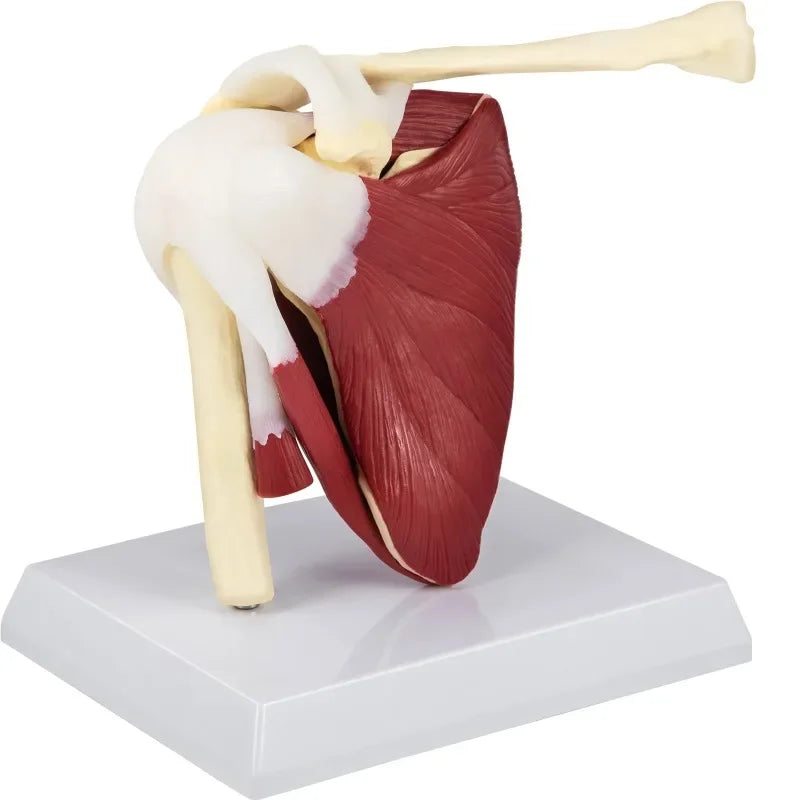Life Size Human Shoulder Joint Ligament Model - Anatomical Skeleton with Base, Disassemblable for Teaching & Research [Shoulder Joint Model, Anatomical Skeleton]
