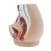 Lifesize Median Sagittal Section Human Female Pelvic Cavity Model - 1:1 Anatomical Teaching Tool [Female Pelvic Model, Anatomical Model]