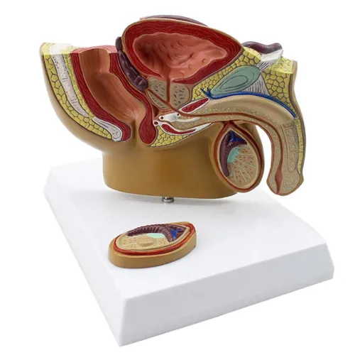Férfi kismedencei sagittális metszet anatómiai modellje – 1/2 léptékű PVC orvosi oktatóeszköz [Férfi anatómia, prosztata modell]