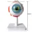 3x vergroot menselijk oog anatomisch model | Gedetailleerde oogbolstructuur voor medische studie en onderwijs [oogbolmodel, menselijke ooganatomie]