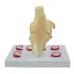 Life Size Meniscus Suture Model - Anatomical Human Demilune Menisci Medical Teaching Tool [Medical Science, Teaching Tool]