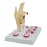Life Size Meniscus Suture Model - Anatomical Human Demilune Menisci Medical Teaching Tool [Medical Science, Teaching Tool]