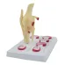 Life Size Meniscus Suture Model - Anatomical Human Demilune Menisci Medical Teaching Tool [Medical Science, Teaching Tool]