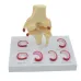 Life Size Meniscus Suture Model - Anatomical Human Demilune Menisci Medical Teaching Tool [Medical Science, Teaching Tool]
