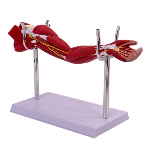 Human Muscle Structure Model - Upper & Lower Limbs, Leg Muscles, Blood Vessels & Nerves [Anatomy, Medical, Educational]