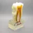 6:1 Orthodontic Teeth Model with Clear Base - Anatomical Molar Dissection for Dentist & Endodontics Teaching [Dental Education, Molar Anatomy]