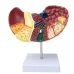 1:1 Pathological Liver Anatomical Model - Human Liver Anatomy Display for Medical Study & Research [Liver Model, Anatomy Display]